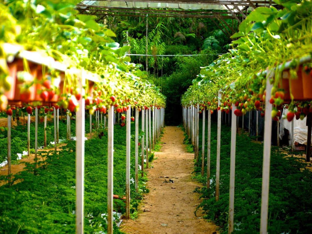 strawberry, strawberry farm, berries, fruits, ripe, green, farm, agriculture, farming, plantation, green farm, green strawberry, strawberry, strawberry farm, strawberry farm, strawberry farm, strawberry farm, strawberry farm